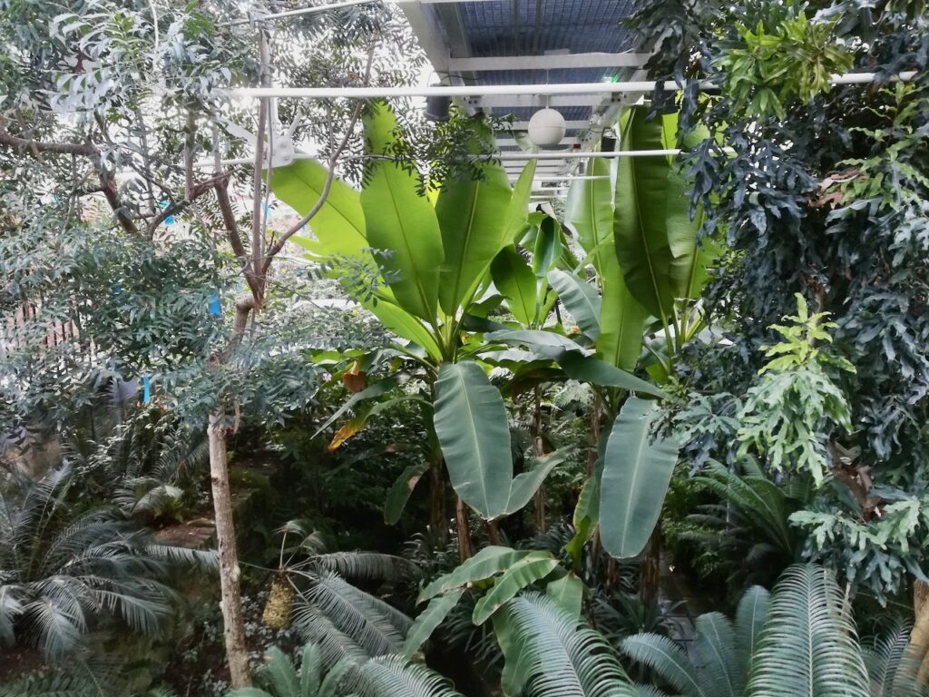 Tropical Ravine