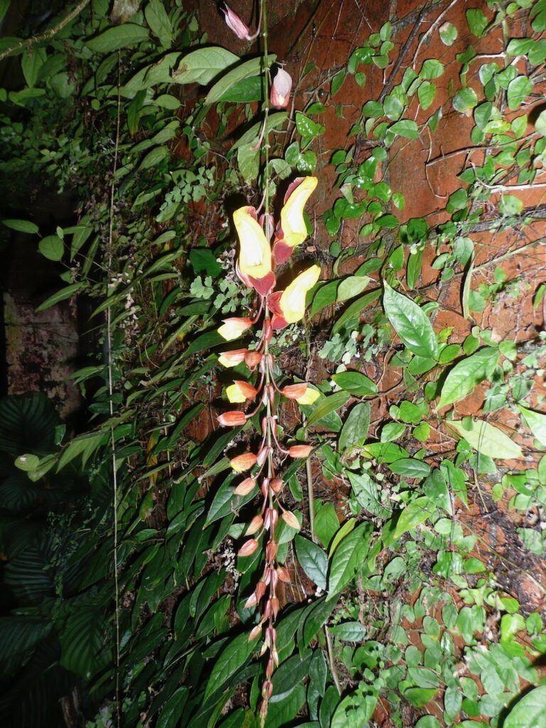 Plants of the Tropical Ravine