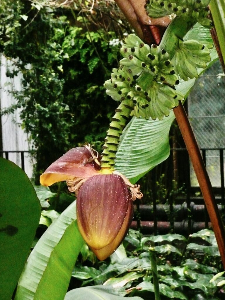 Banana in the Tropical Ravine