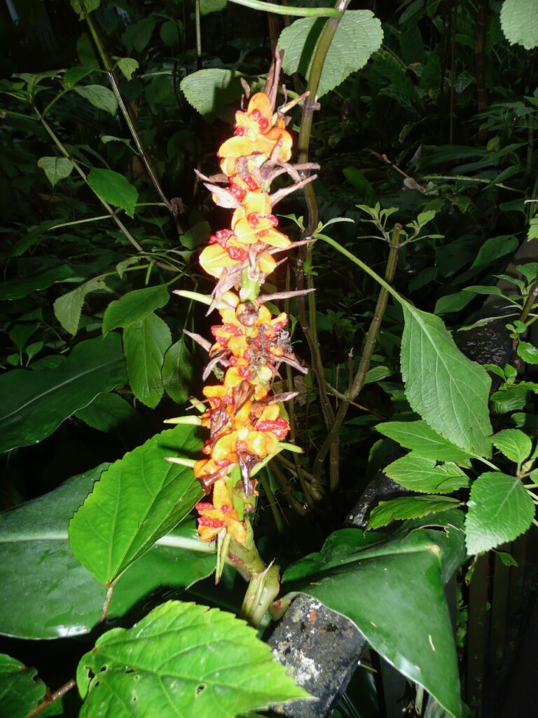 Plants of the Tropical Ravine