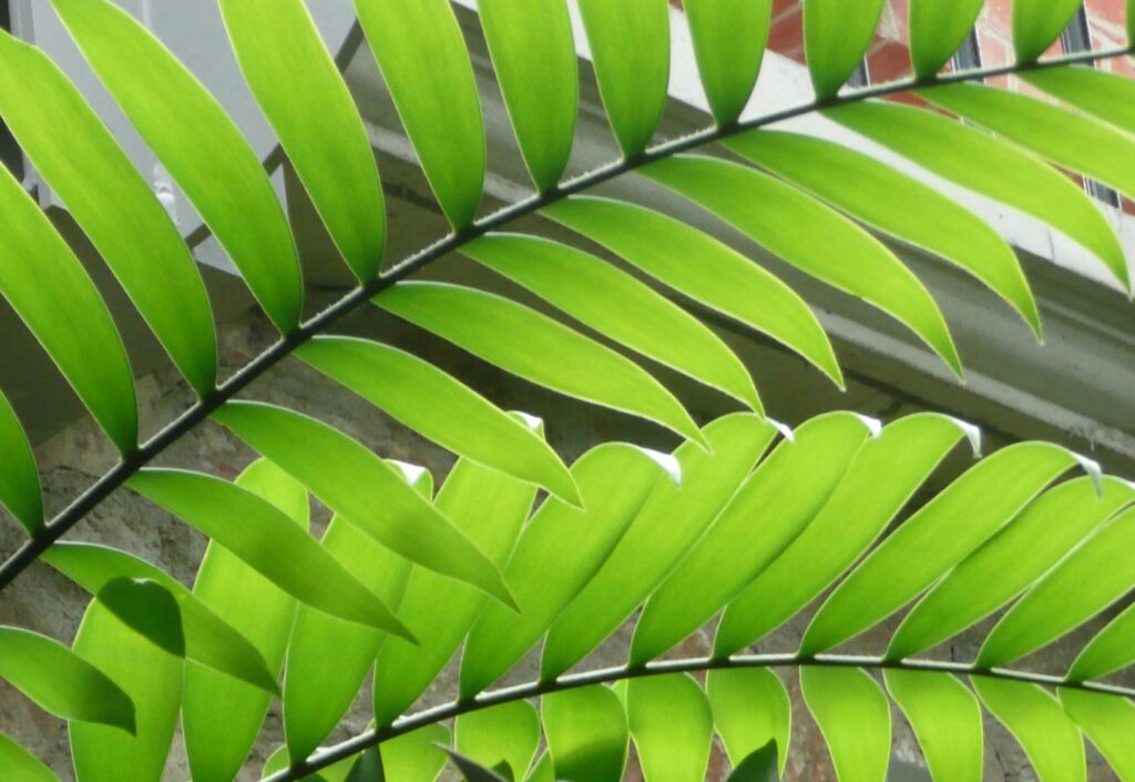 Zamia leaf detail