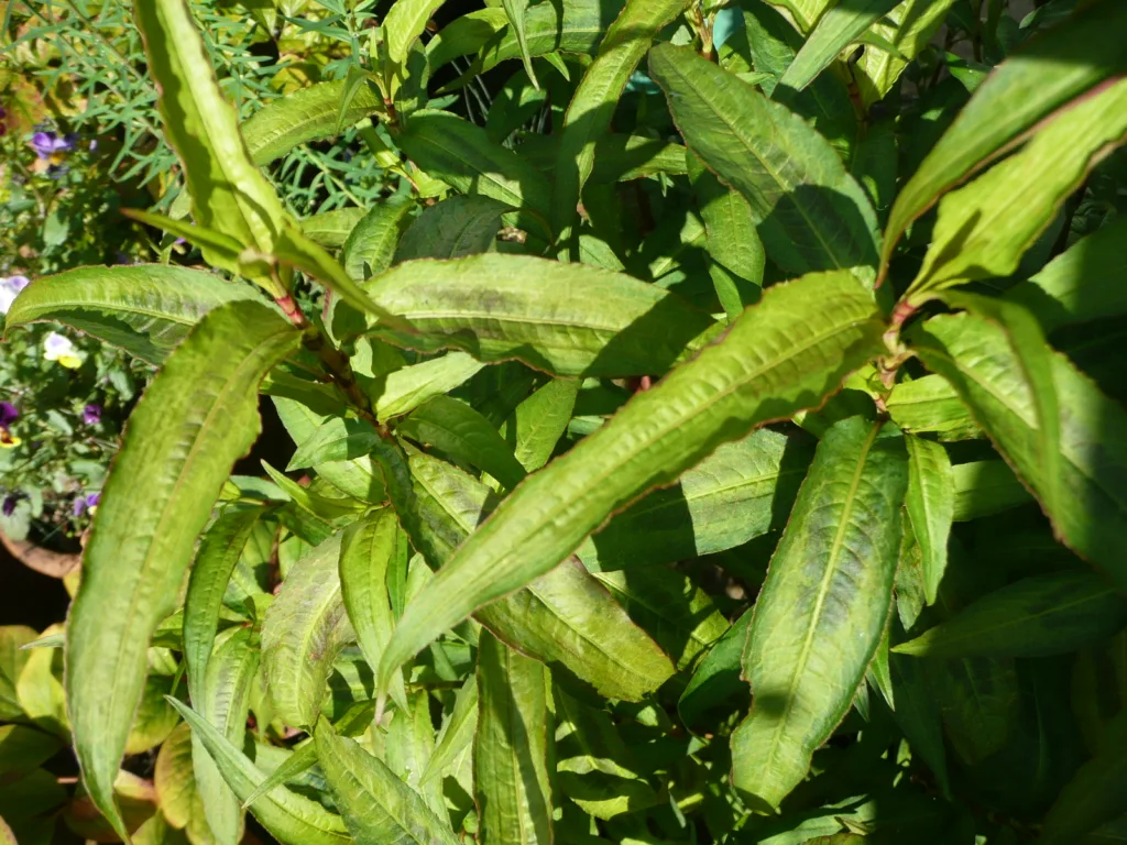 Vietnamese coriander leaves