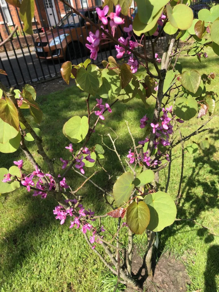 Young Cercis siliquastrum