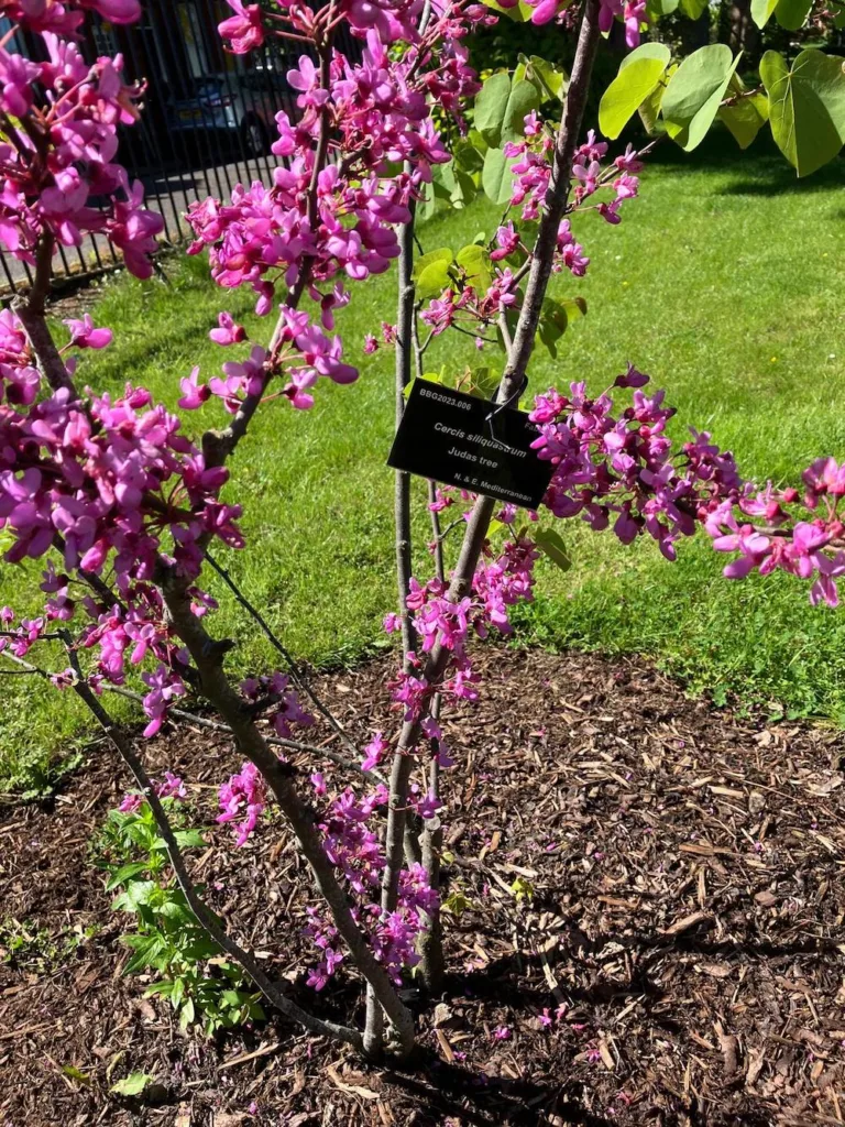 Young Cercis siliquastrum in flower